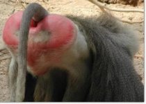 baboon_ass2.758.jpg