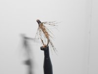 RSCN0291.JPG