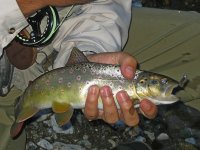 IMG_2237.JPG