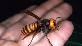 101086191-Giant hornet.530x298.jpg