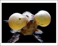 Aquarium-Fish-Bubble-Eye-Goldfish_645289.jpg