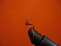 bwo cdc.jpg