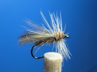 Oliv-caddis.jpg