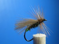 caddis-2..jpg