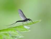 baetis niger.jpg