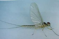 baetis--muticus-subimago.jpg