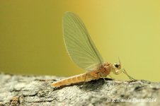 simfly-scuola-pesca-mosca-flyfishing-simfly-scuola-pesca-mosca-flyfishing-img_19881.jpg