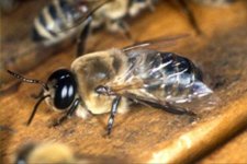 Trut - muška pčela.jpg