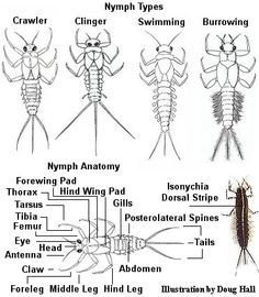 Fly Tying Proportions.jpg