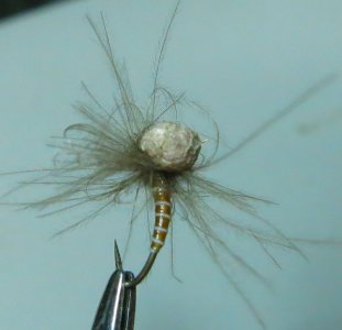IMG_1265.jpg