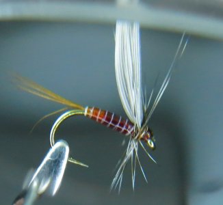 IMG_1377.jpg
