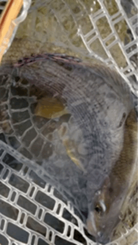 DAA65B8F-56E0-4336-8BC9-08F4BCE161E4.gif DAA65B8F-56E0-4336-8BC9-08F4BCE161E4.gif