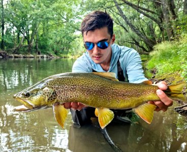 golden marble trout.jpg