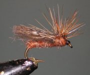 Zacoola Caddis.jpg