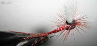 Red Spinner Neoprene Parachute.jpg