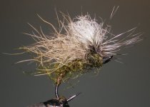 Zacoola Fasta Water Caddis.jpg