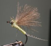 Zacoola BWO.jpg
