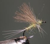 Chub BWO.jpg