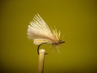 senil sedge.jpg