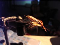 Stonefly [Desktop Resolution].jpg