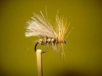 sedge 1.jpg