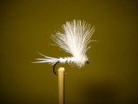 white fly.jpg