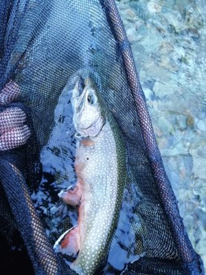 IMG_20240614_193619.jpg