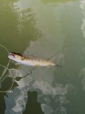 IMG_20240720_162322.jpg