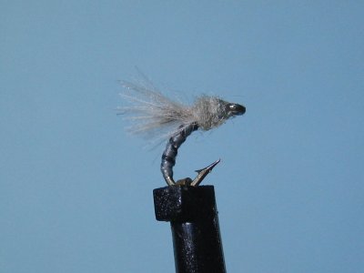 CDC Midge Pupa.JPG