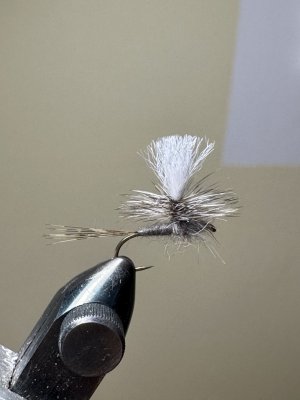 IMG_2267.jpeg