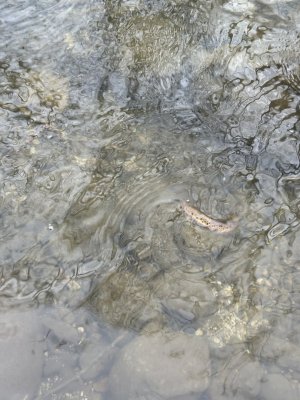 IMG_2470.jpeg
