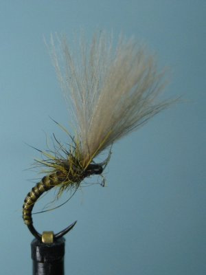GOLDEN OLIVE.JPG