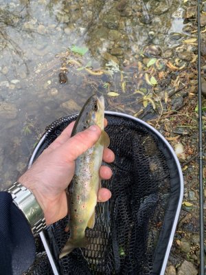 IMG_1948.jpeg