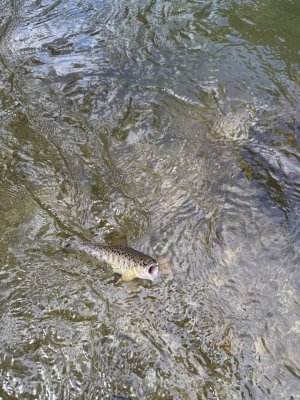 IMG_2980.jpeg
