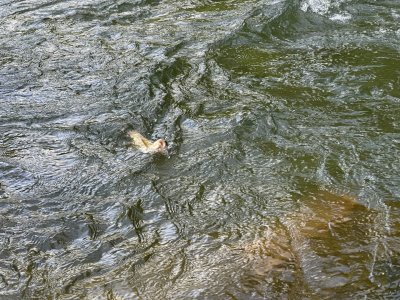 IMG_3001.jpeg