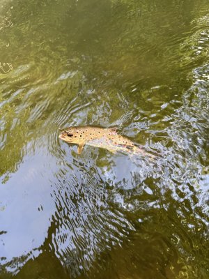 IMG_3064.jpeg