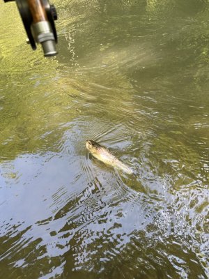 IMG_3066.jpeg