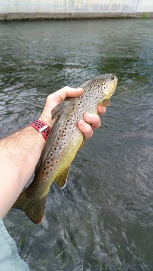 1000019208.jpg