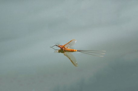 Red_Spinner Drina.jpg