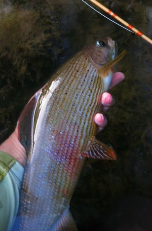 IMG_0764.JPG