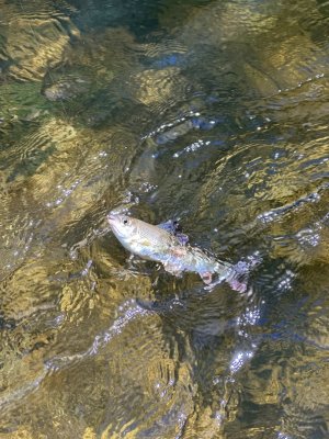 IMG_4123.jpeg