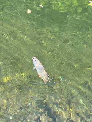 IMG_4881.jpeg
