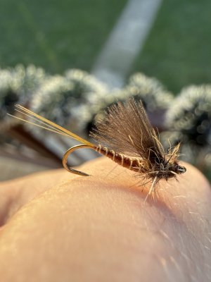IMG_2667.jpg