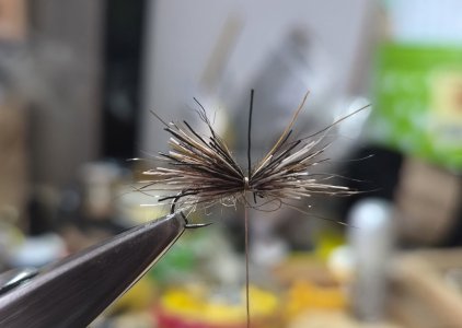 9183.jpg