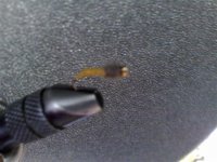 larva tulara (Small).jpg