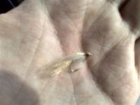 strimerche (Small).jpg