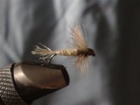 Blue Winged Olive.jpg