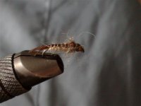 betida (Small).jpg