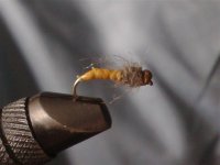 Larva krznokrilca (Small).jpg