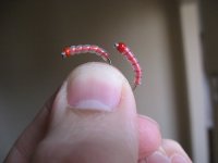 Blood worm.jpg